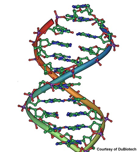 dna