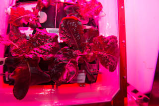 iss044e033362-veggie1_1