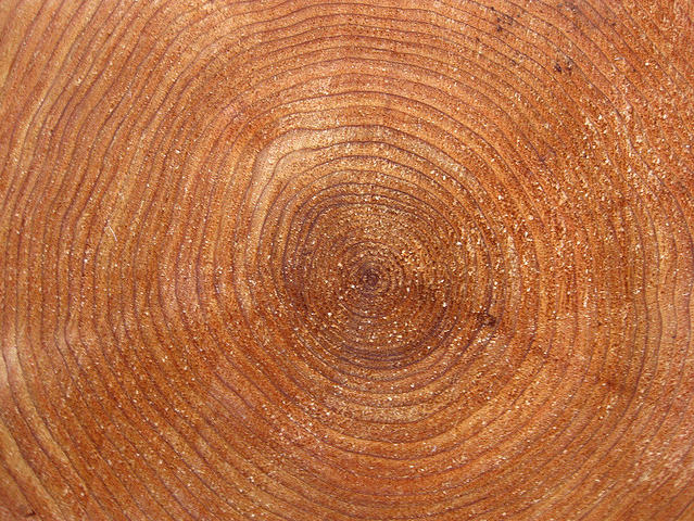 tree-rings