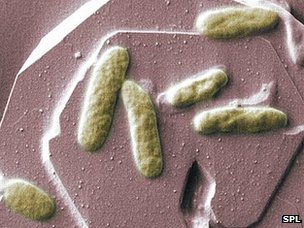 Το βακτήριο Shewanella βρίσκεται σε λίμνες και ποτάμια σε όλο τον πλανήτη