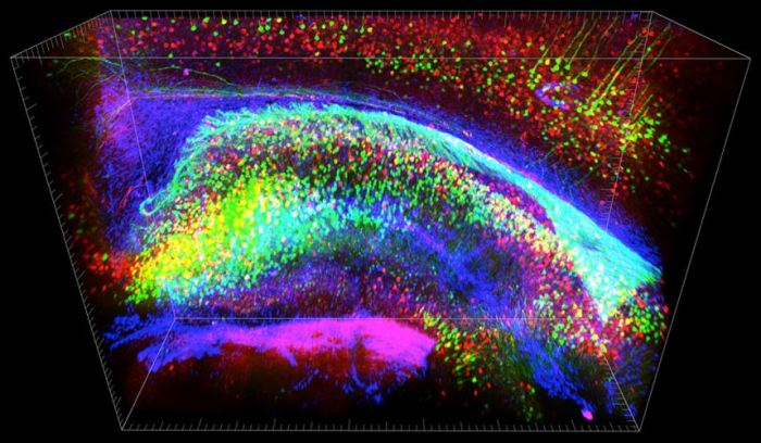 Απεικόνιση εγκεφάλου ποντικού 