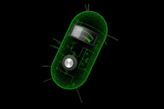 bacterialcalculation