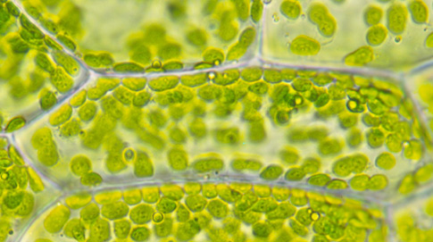 Τα κύτταρα των φύλλων περιέχουν φωτοσυνθετικά οργανίδια που ονομάζονται χλωροπλάστες. Τα εργοστάσια αυτά δεν αποκλείεται να είναι ό,τι απέμεινε από ζωντανά συμβιωτικά βακτήρια.