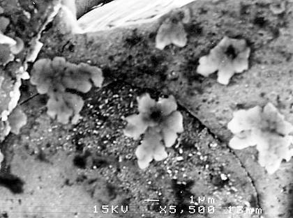 Φωτογραφία ηλεκτρονικού μικροσκοπίου που δείχνει ανάπτυξη κρυστάλλων αλίτη (αλατιού) σε επιφάνεια πυροξένου