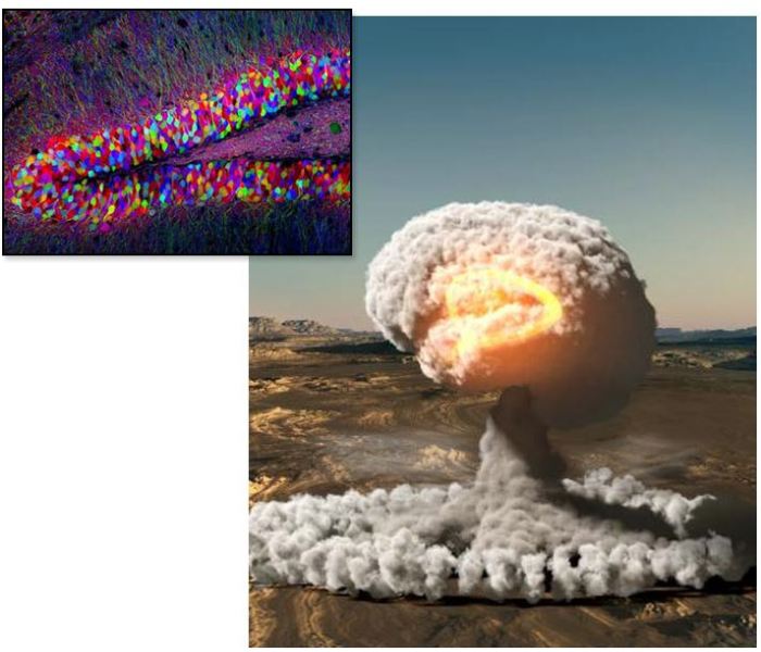 Οι πυρηνικές δοκιμές φωτίζουν το μυστήριο της γέννησης νέων νευρώνων 