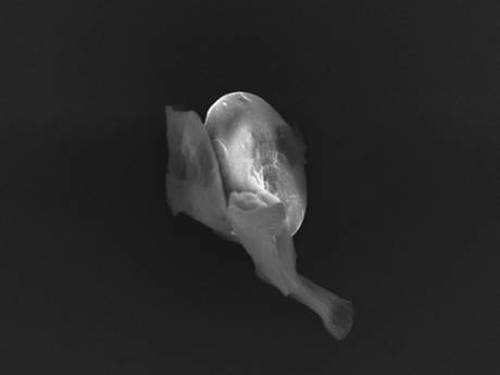 Θα μπορούσε η ζωή στη Γη να έχει έρθει  από το διάστημα; (University of Sheffield