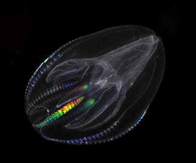 comb_jelly