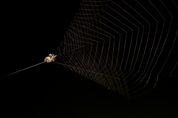 slingshot-spider1
