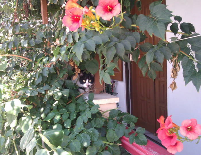 Oi γάτοι βλέπουν και στο υπεριώδες