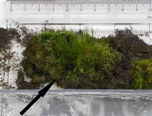 Τα ηλικίας 1.500 ετών βρύα από την παγωμένη τύρφη της Ανταρκτικής έβγαλαν νέους βλαστούς όταν αποψύχθηκαν στο εργαστήριο (Πηγή: Roads et al., Current Biology)