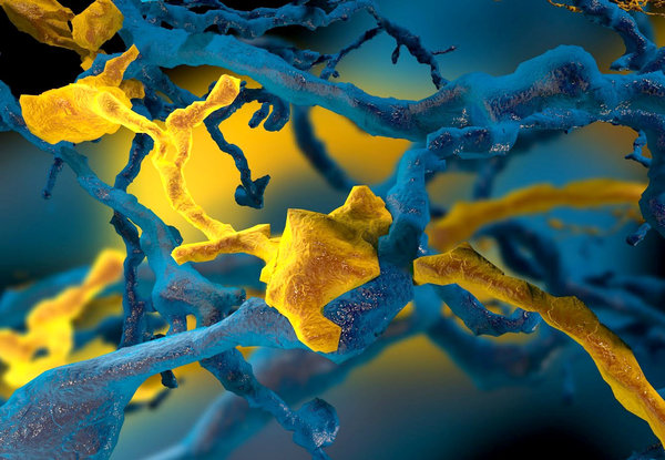 Mοντέλο σύνδεσης μεταξύ τμημάτων δύο νευρώνων σε  αμφιβληστροειδή ποντικού