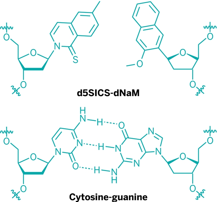 Η δομή των νέων συζυγών βάσεων Χ και  Υ (d5SICS–dNaM) σε σύγκριση με τις φυσικές συζυγείς βάσεις γουανίνη και κυτοσίνη (dG–dC)
