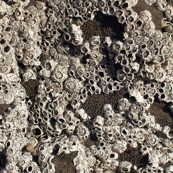 barnacles