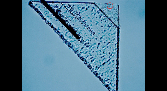 Το μεγαλύτερο ίχνος διαστρικής σκόνης που βρέθηκε στους συλλέκτες από αεροτζέλ του Stardust ήταν 3 picogram κόκκων σκόνης (Credit: UC Berkeley / Andrew Westphal)