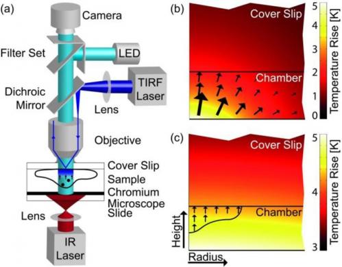 Η πειραματική διάταξη της τεχνικής. Το κύτταρο θερμαίνεται με ένα λέιζερ υπερύθρων και τα μόρια κινούνται κατά μήκος της μεταβολής της θερμοκρασίας, που υποδεικνύουν τα βέλη.