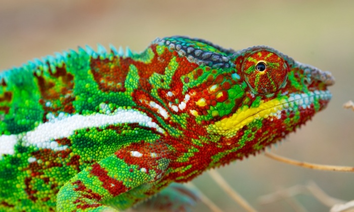 chameleo