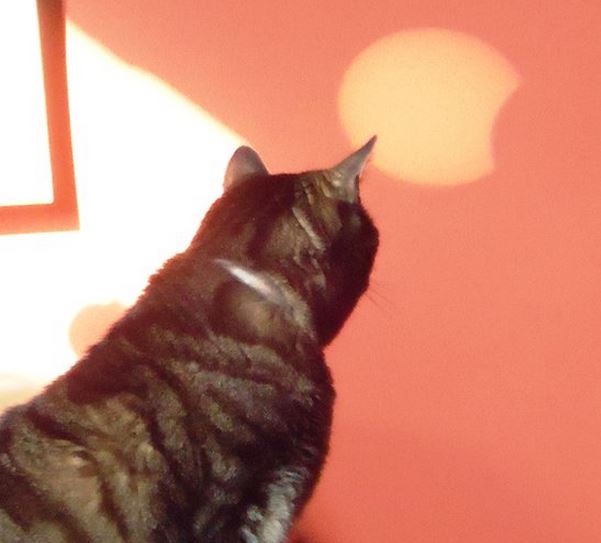 Ένας γάτος στο Leicestershire περιμένει την ολοκλήρωση της έκλειψης (φωτο από τον Nigel Hancock)