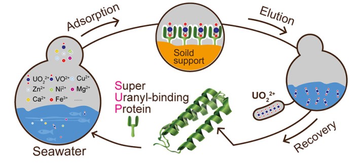 uranyl-binding-protein-large