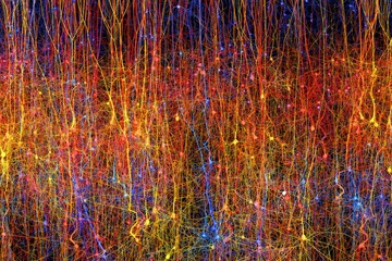 Μια εικόνα της προσομοίωσης τμήματος εγκεφάλου ποντικιού (Credit: Blue Brain Project, EPFL)