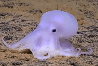 Κάσπερ: το χταπόδι που εντοπίστηκε σε βάθος 4.290 μέτρων στο αρχιπέλαγος της Χαβάης