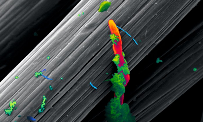 Οι επιστήμονες χρησιμοποιούν ηλεκτρόδια από ανθρακόνημα (γκρι) ως δόλωμα μικροβίων που τρέφονται με «ηλεκτρισμό» (πορτοκαλί).