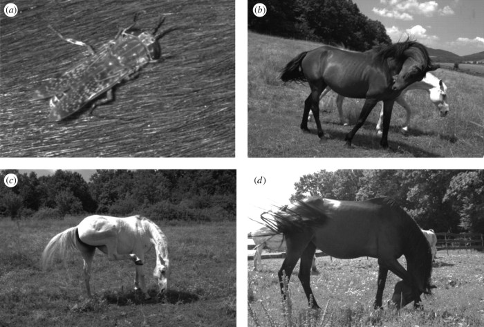 Εικόνα από την εργασία των βραβευθέντων με το Ig Nobel φυσικής: "An Unexpected Advantage of Whiteness in Horses: The Most Horsefly-Proof Horse Has a Depolarizing White Coat," Gábor Horváth, Miklós Blahó, György Kriska, Ramón Hegedüs, Balázs Gerics, Róbert Farkas and Susanne Åkesson, Proceedings of the Royal Society B, vol. 277 no. 1688, pp. June 2010, pp. 1643-1650.