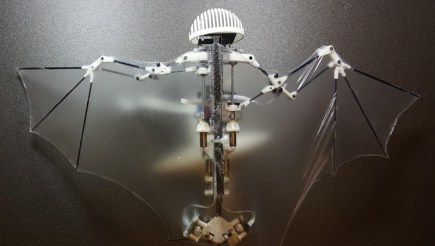 bat