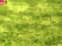 chloroplasts